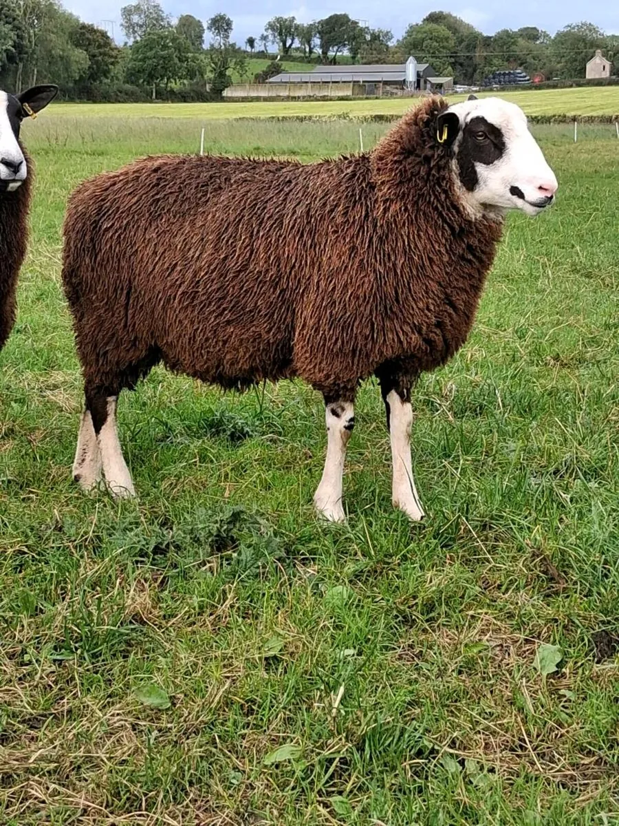 Dorset / zwartble cross ram lamb - Image 3