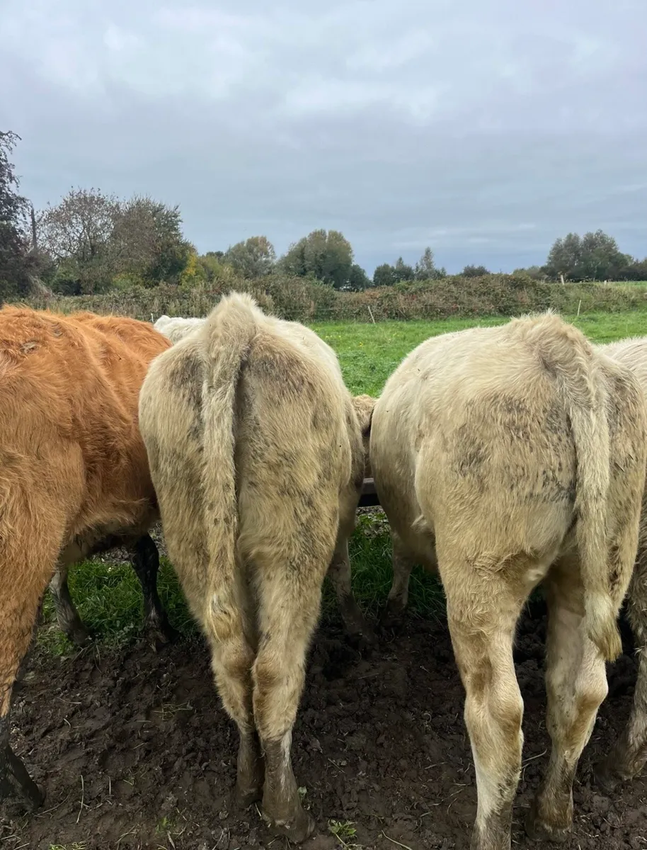 10 super continental heifers for sale - Image 2