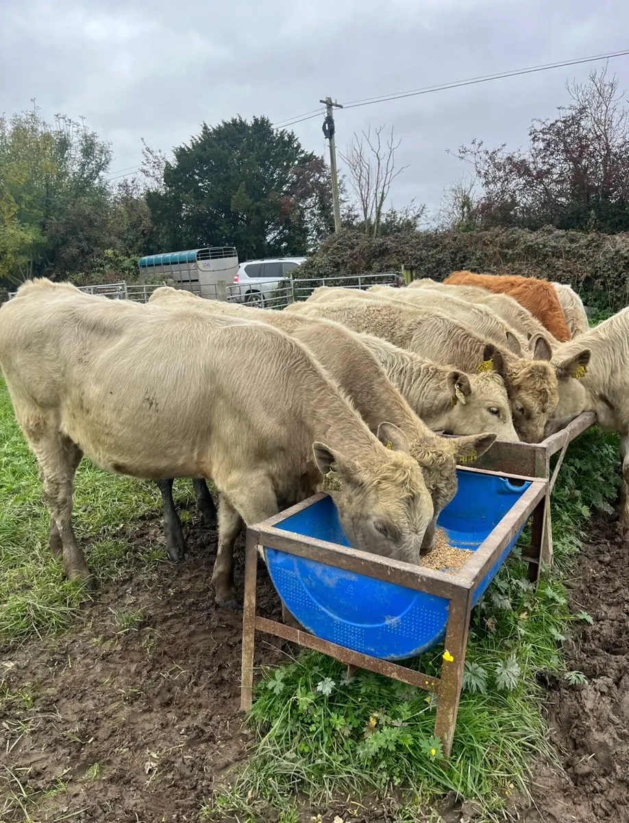 10 super continental heifers for sale - Image 3