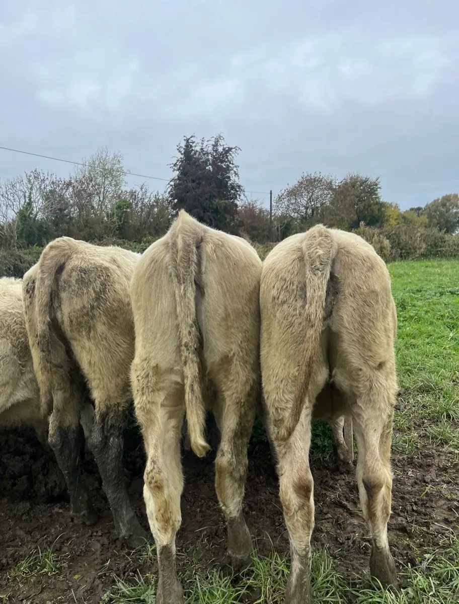 10 super continental heifers for sale - Image 4