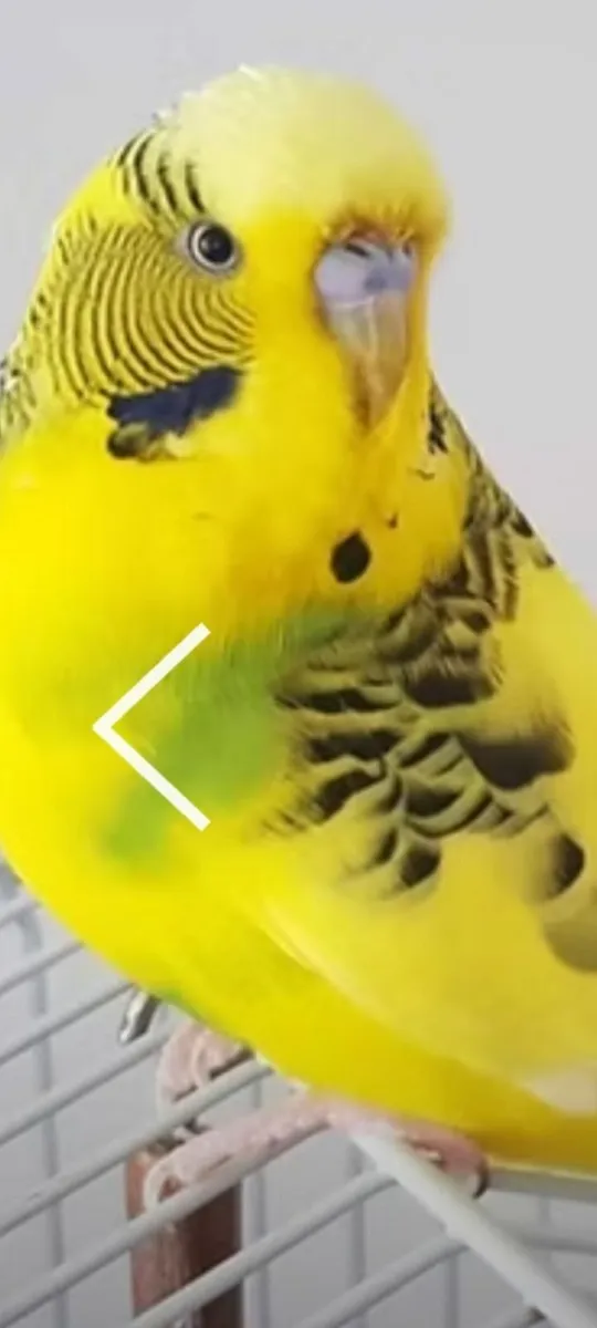 WANTED:RECESSIVE PIED BUDGIES - Image 2