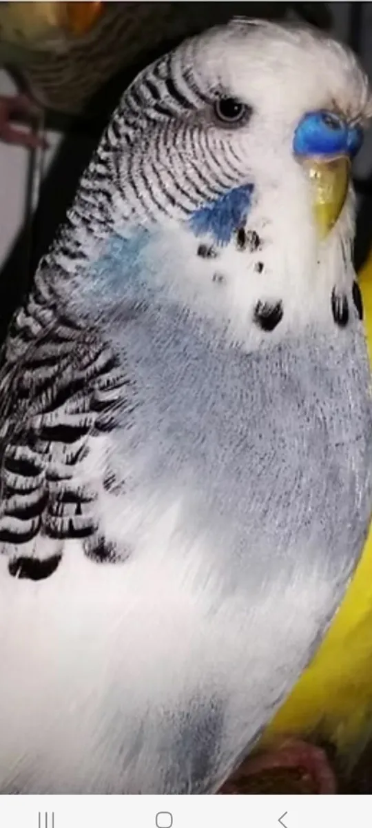 WANTED:RECESSIVE PIED BUDGIES - Image 3