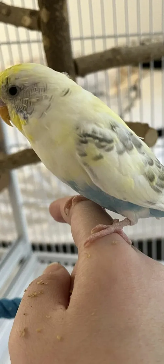 WANTED:RECESSIVE PIED BUDGIES - Image 4