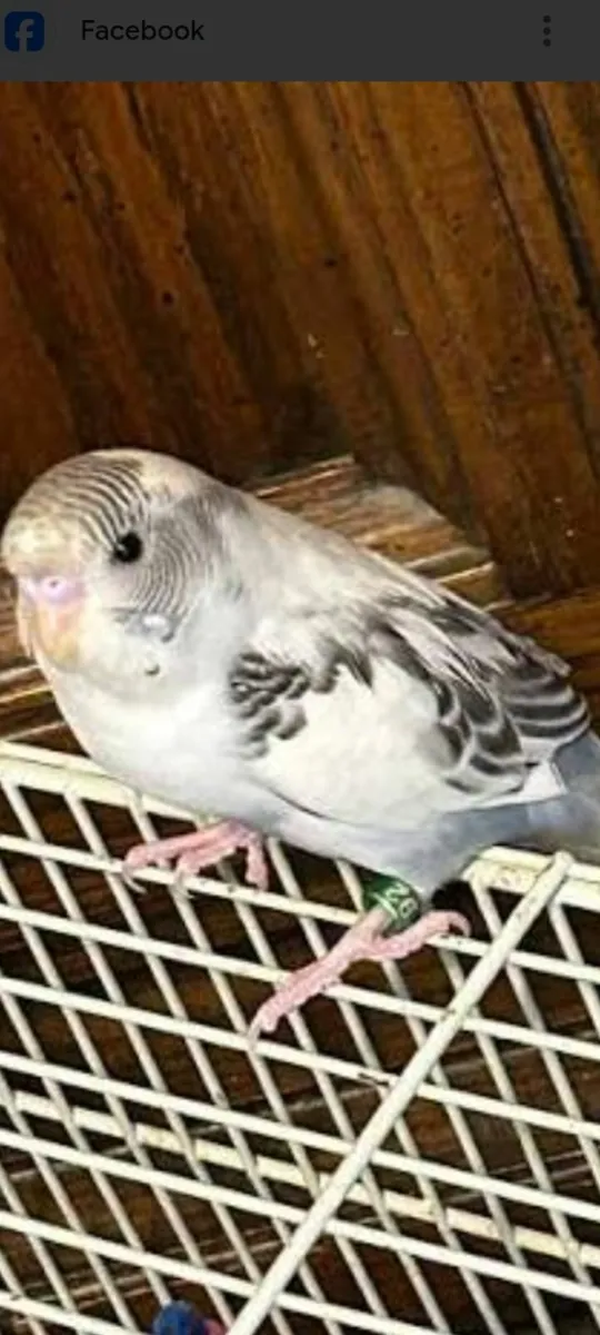WANTED:RECESSIVE PIED BUDGIES - Image 1