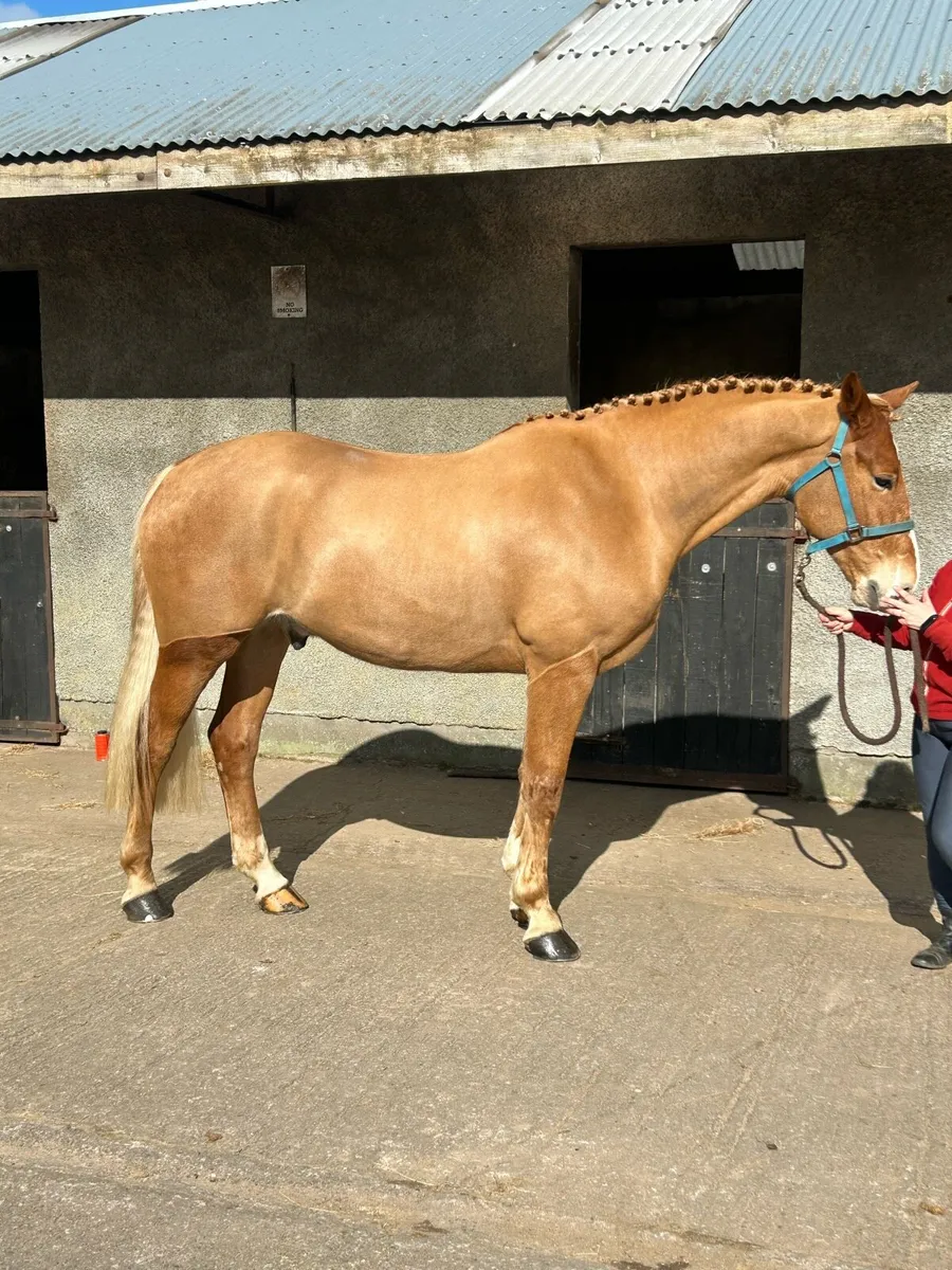 Stunning Full ID 16.3hh 6yo Gelding - Image 1