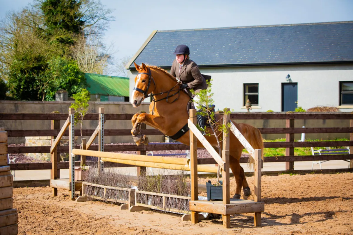 Stunning Full ID 16.3hh 6yo Gelding - Image 2