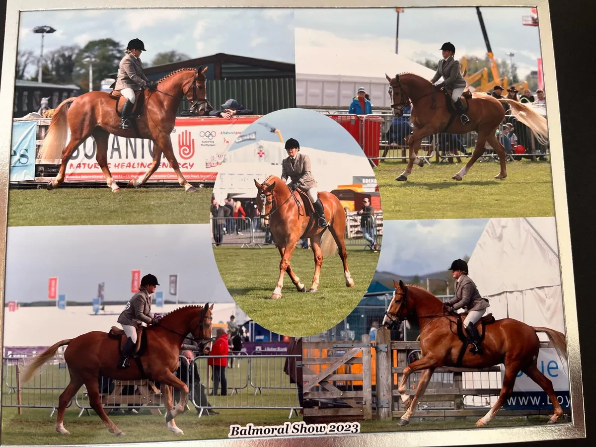 Stunning Full ID 16.3hh 6yo Gelding - Image 3