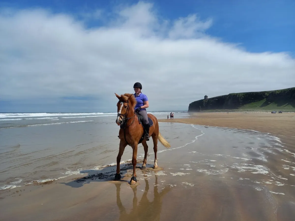 Stunning Full ID 16.3hh 6yo Gelding - Image 4