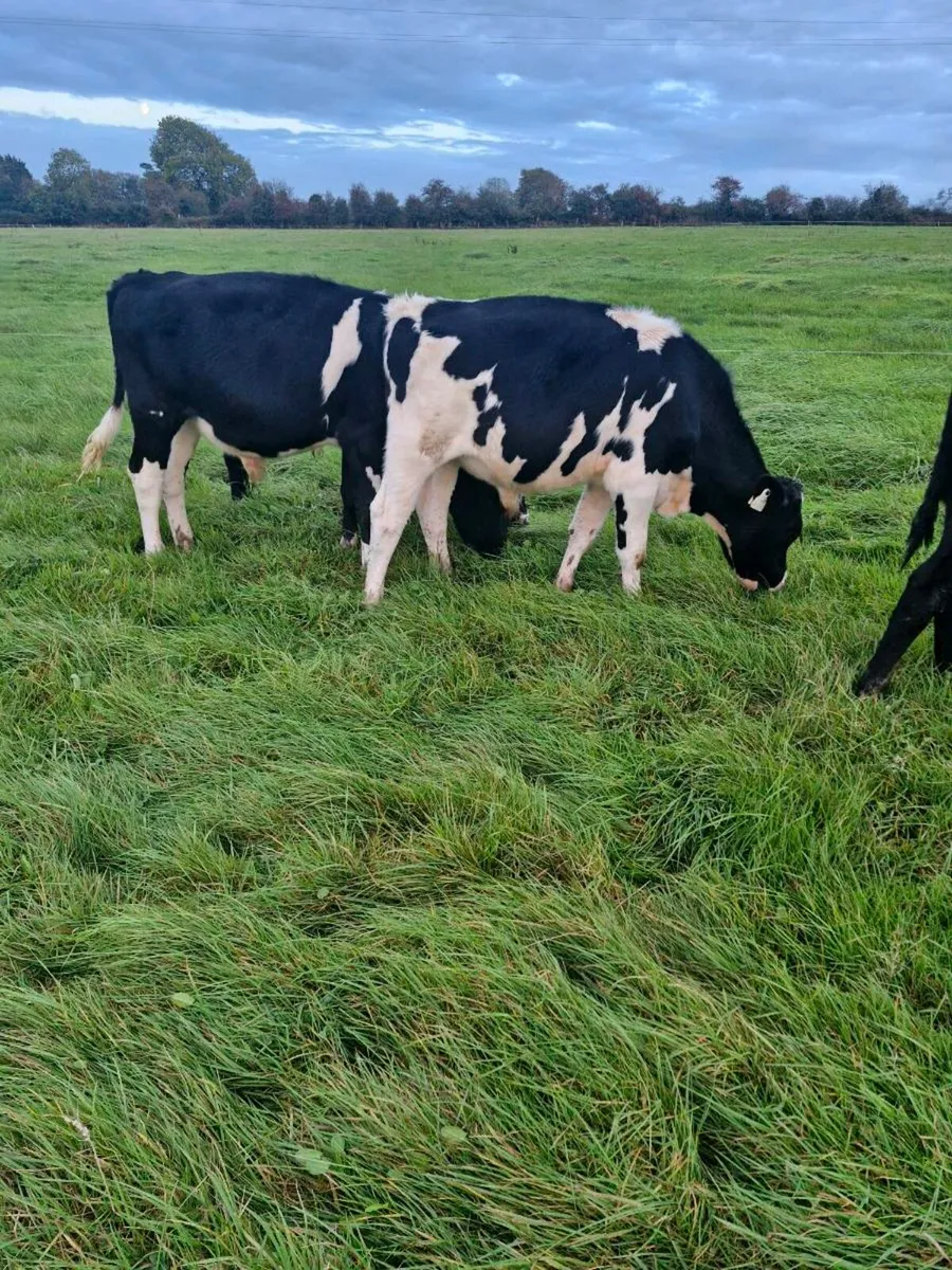 Weanlings - Image 1