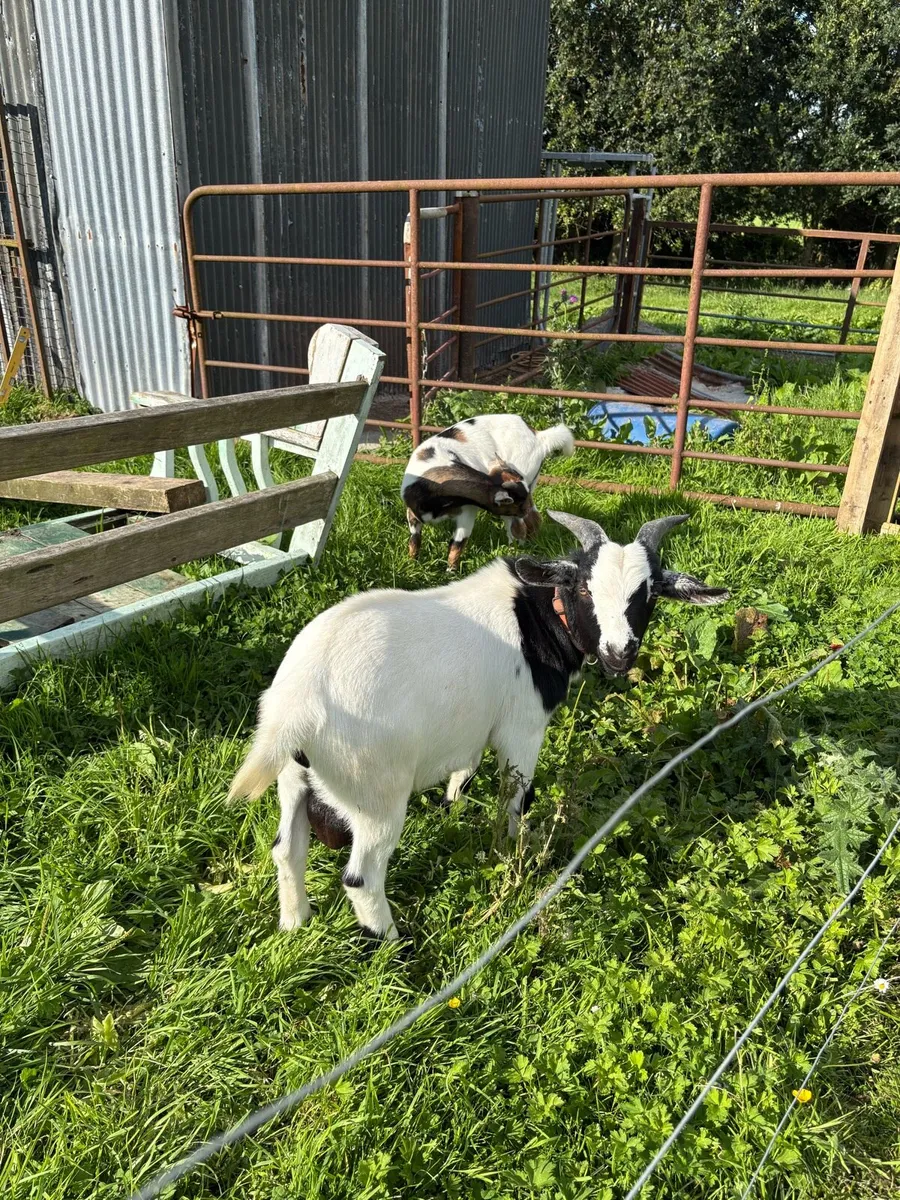 Male Goat 10 months old - Image 1