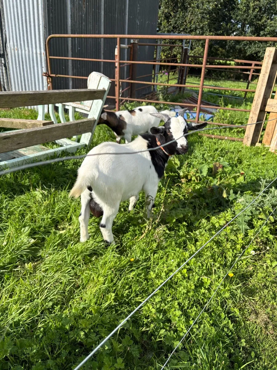 Male Goat 10 months old - Image 2