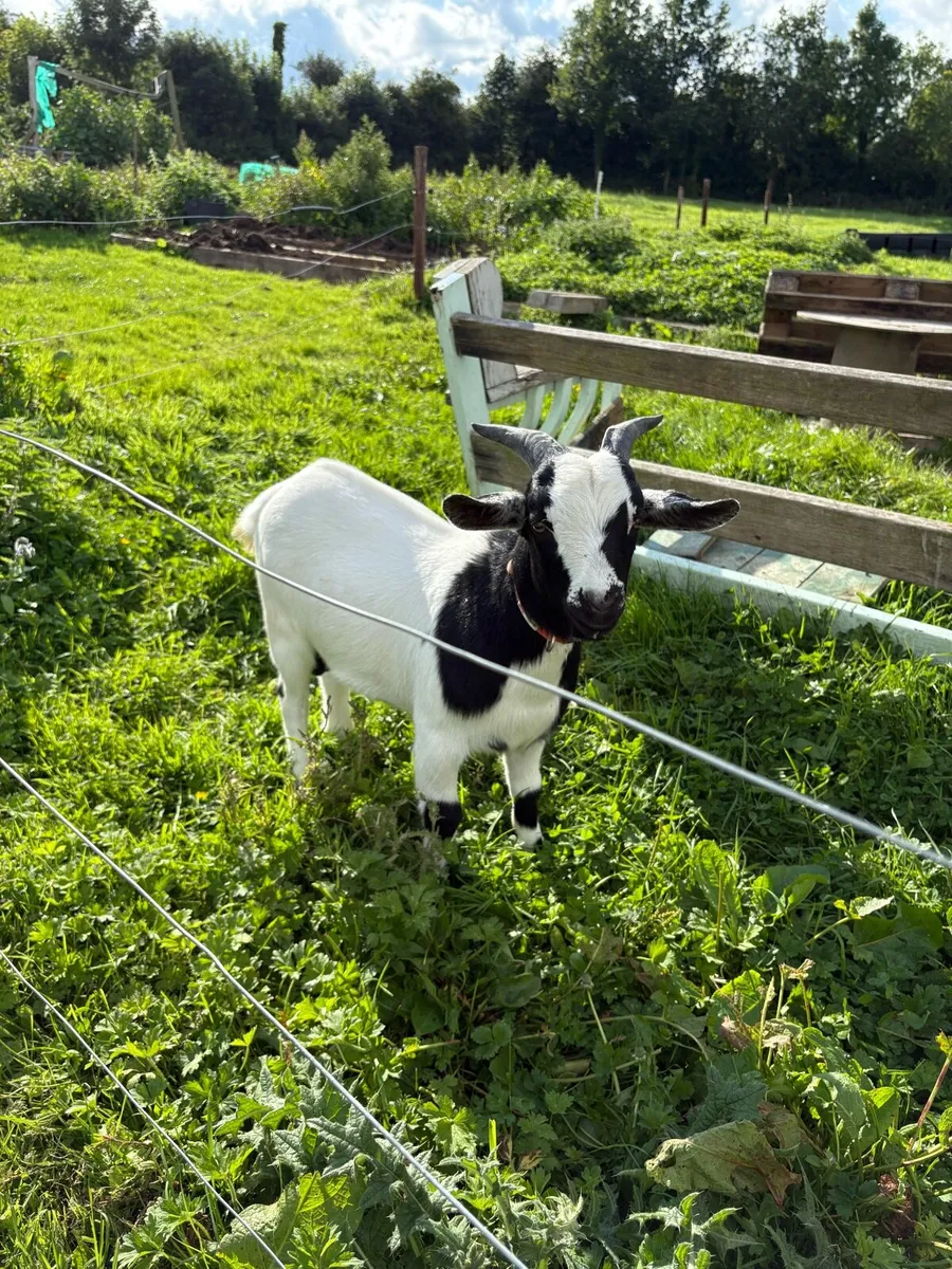 Male Goat 10 months old - Image 3