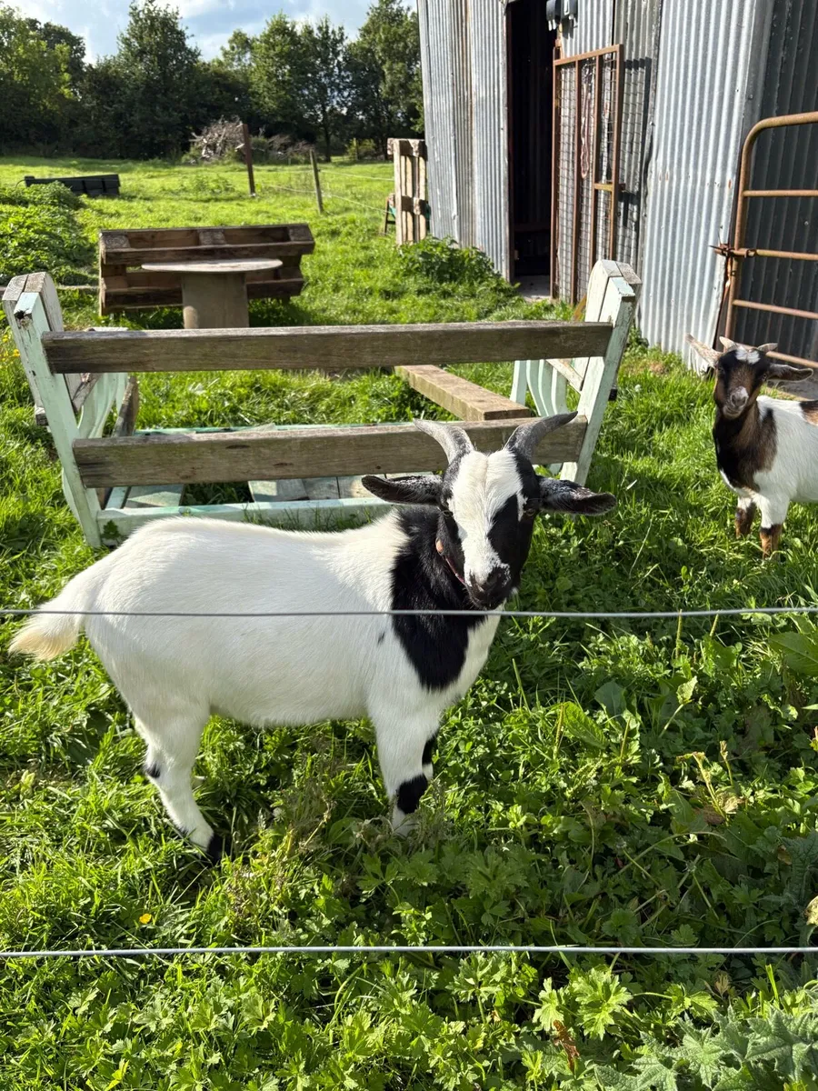 Male Goat 10 months old - Image 4