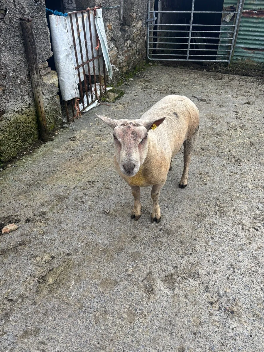 Pedigree Charolais Ram - Image 1