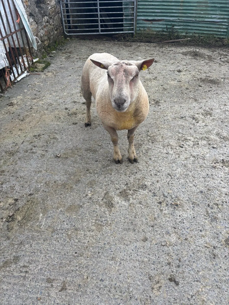 Pedigree Charolais Ram - Image 2