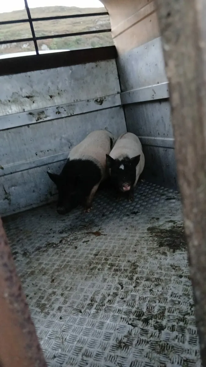 Pot belly pigs