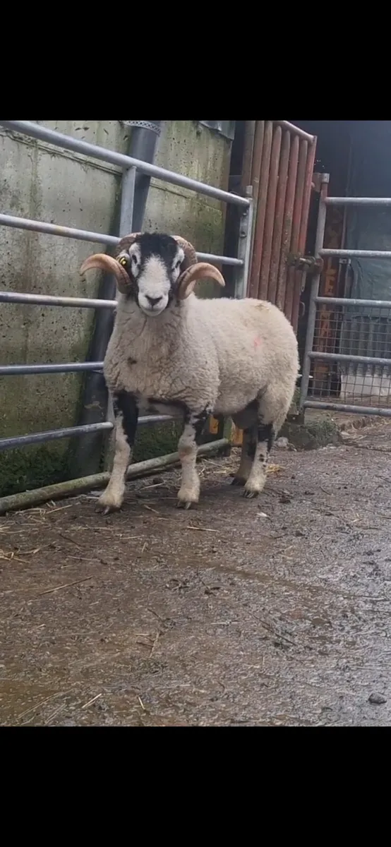 SIS Swaledale Rams - Image 1