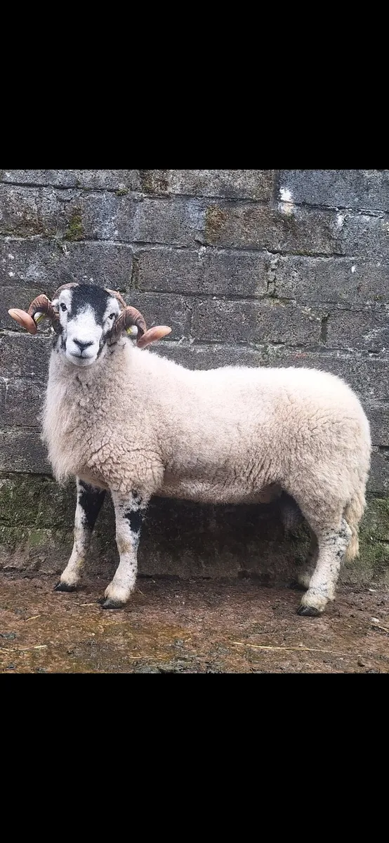 SIS Swaledale Rams - Image 2
