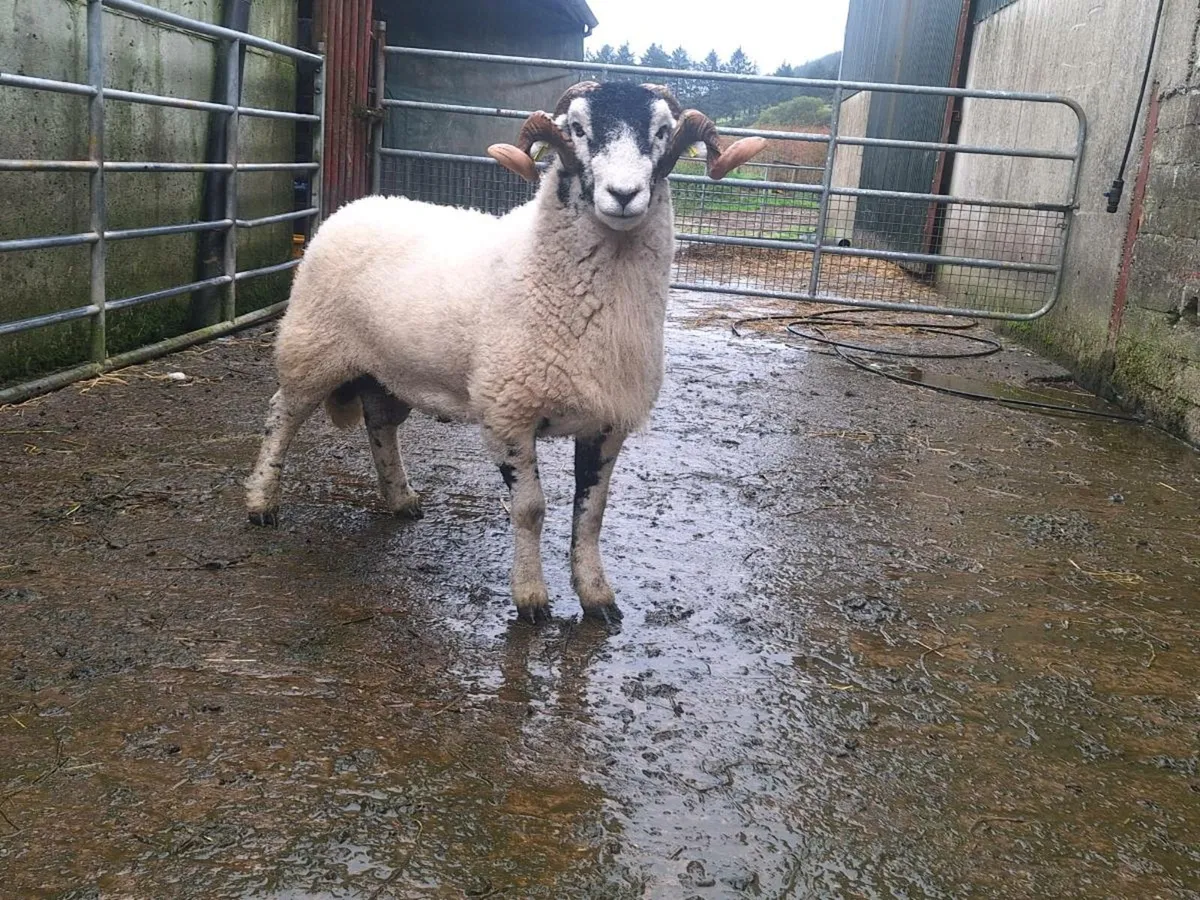 SIS Swaledale Rams - Image 3