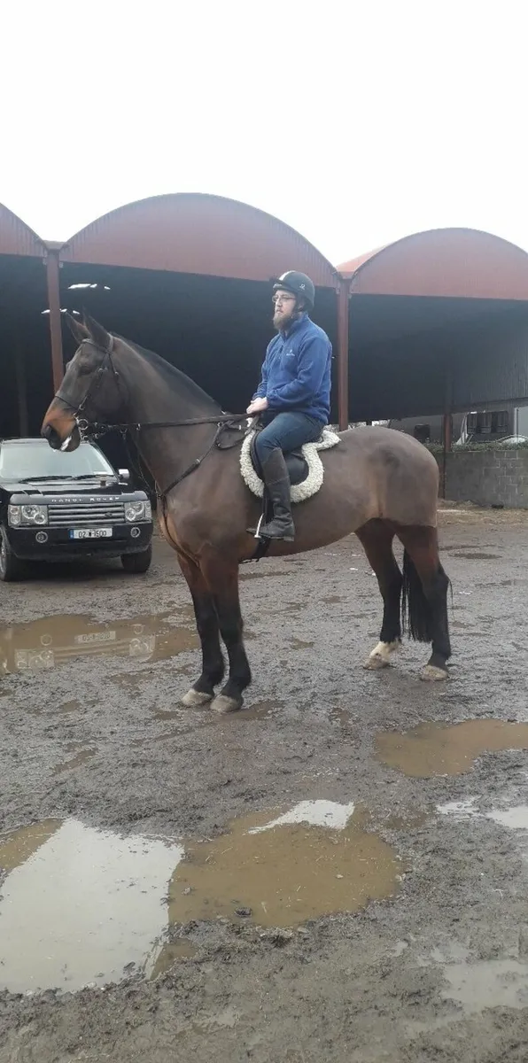 18.1 gelding - Image 1