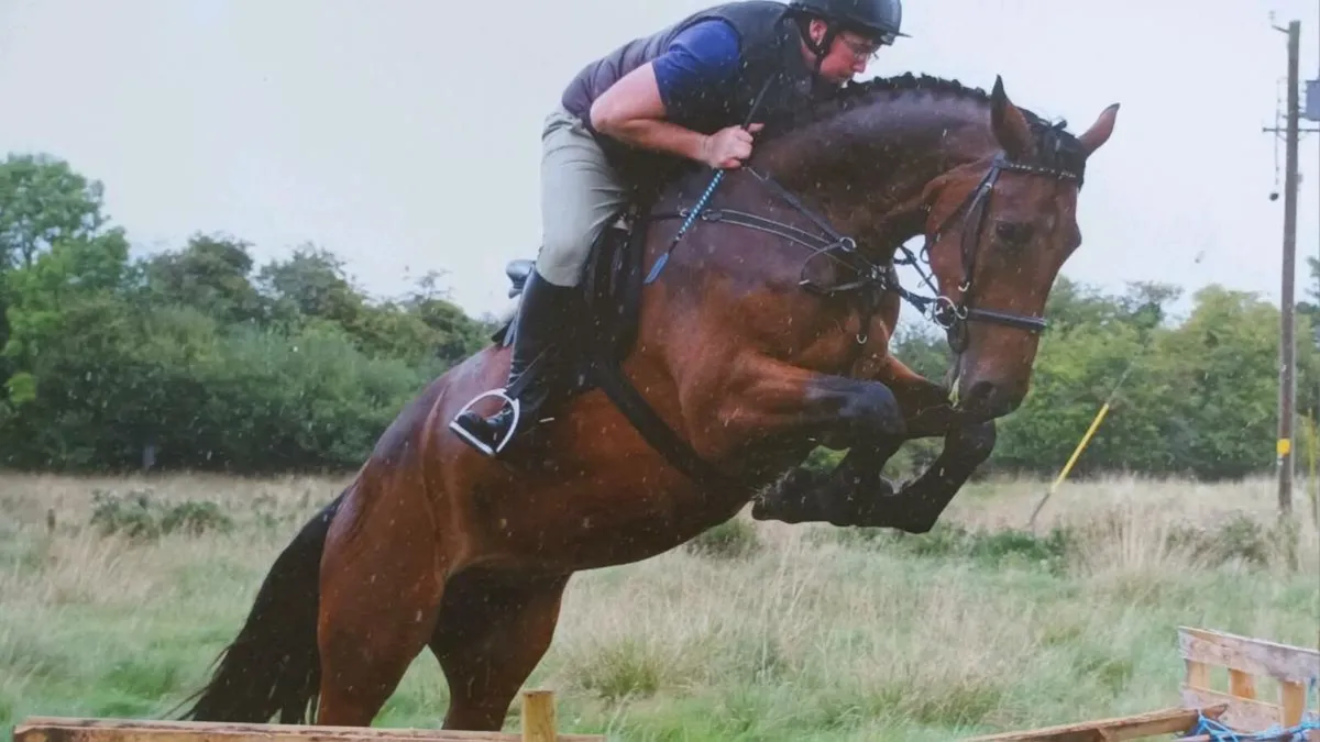 18.1 gelding - Image 2