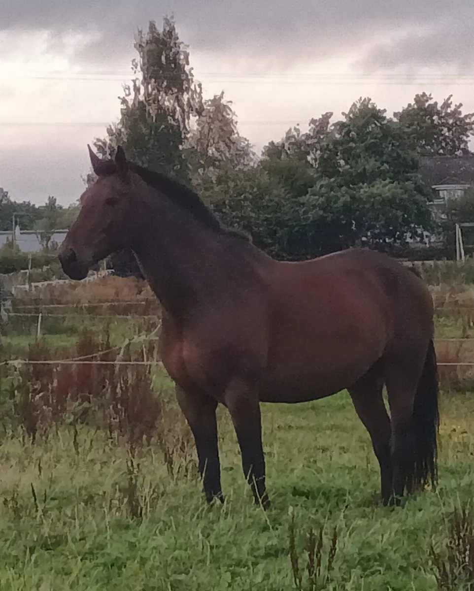 18.1 gelding - Image 3