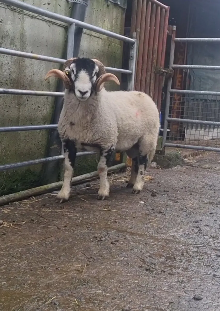 SIS Swaledale Rams - Image 4