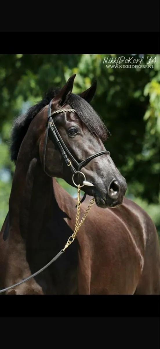 **Showjmping Broodmare** - Image 1