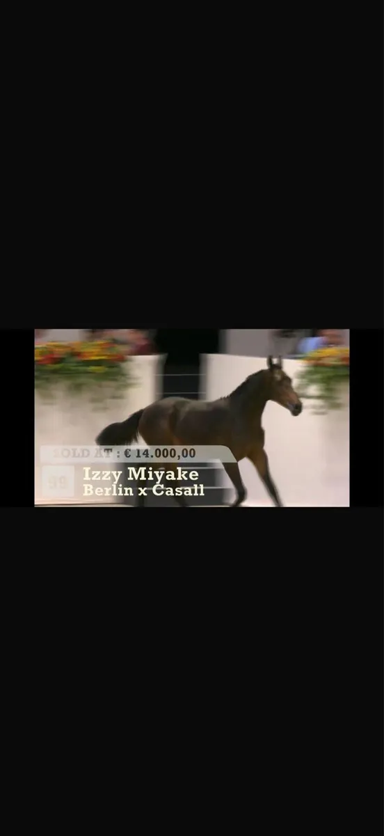 **Showjmping Broodmare** - Image 3