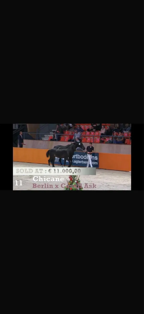 **Showjmping Broodmare** - Image 4