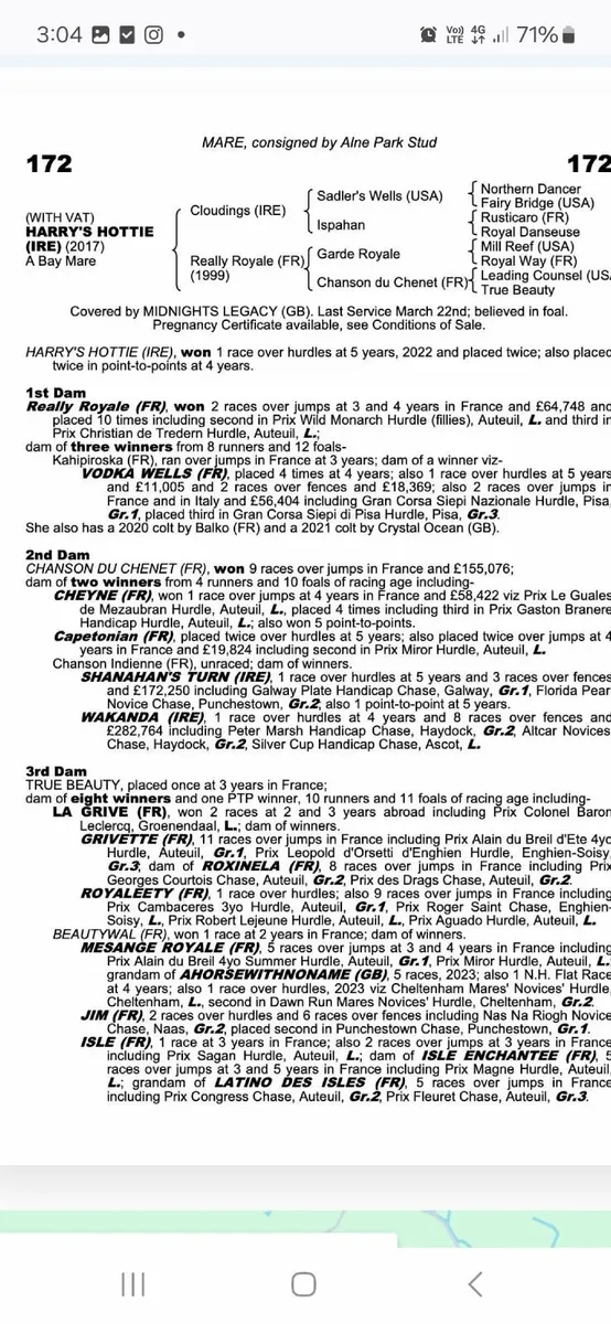 Midnight Legacy colt foal - Image 1
