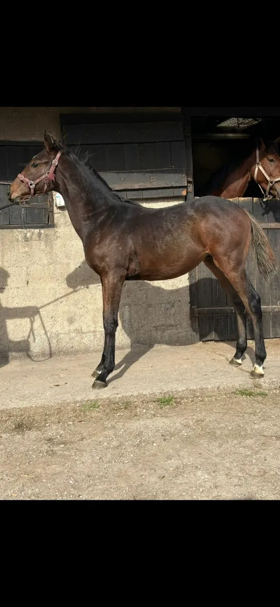 Midnight Legacy colt foal - Image 2