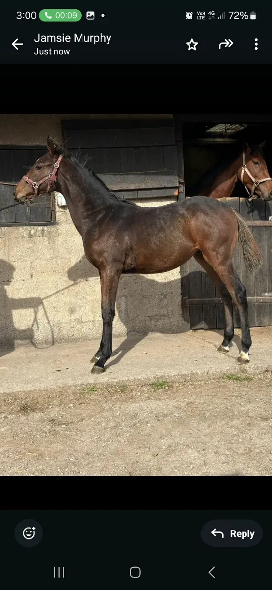 Midnight Legacy colt foal - Image 3
