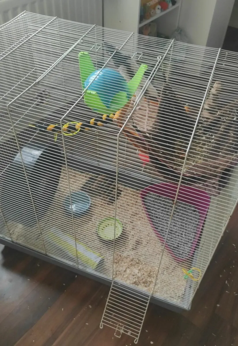 Rat cage - Image 2