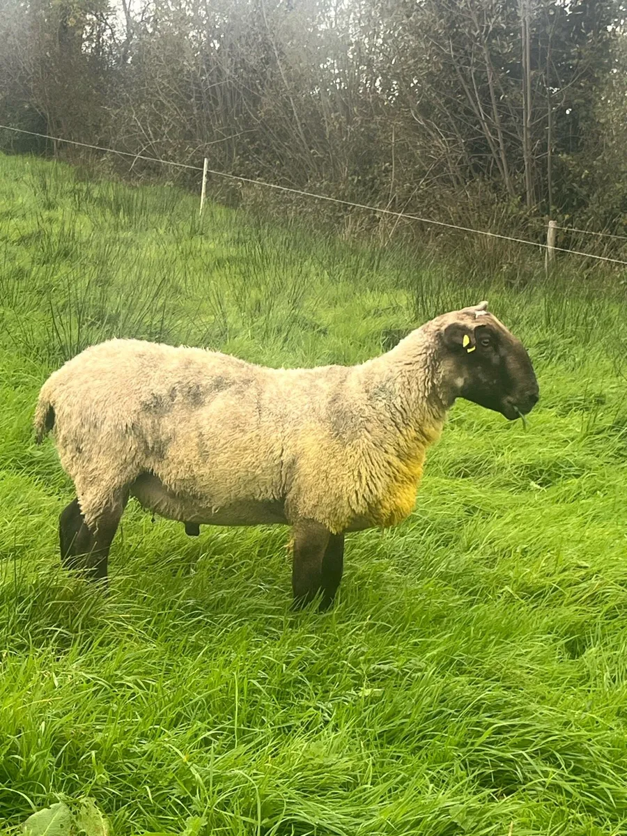 Rams Aberfield & Suffolk x blue leicester - Image 2