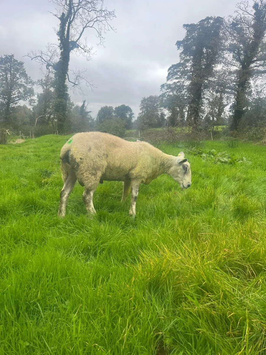 Rams Aberfield & Suffolk x blue leicester - Image 4