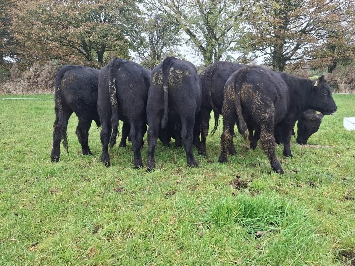 Angus bullocks suckler bred - Image 2