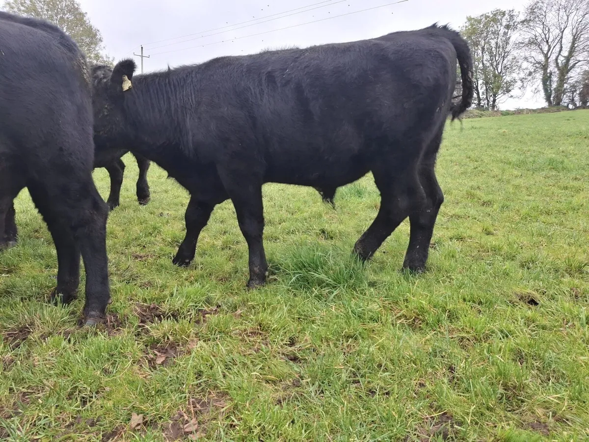 Angus bullocks suckler bred - Image 4