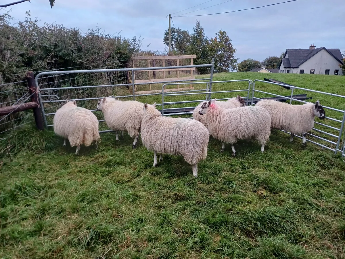 Greyface Ewe lambs - Image 1
