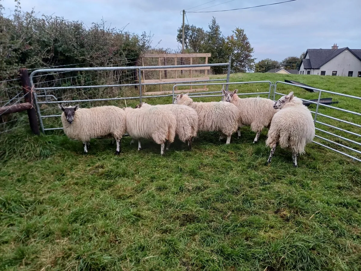 Greyface Ewe lambs - Image 2