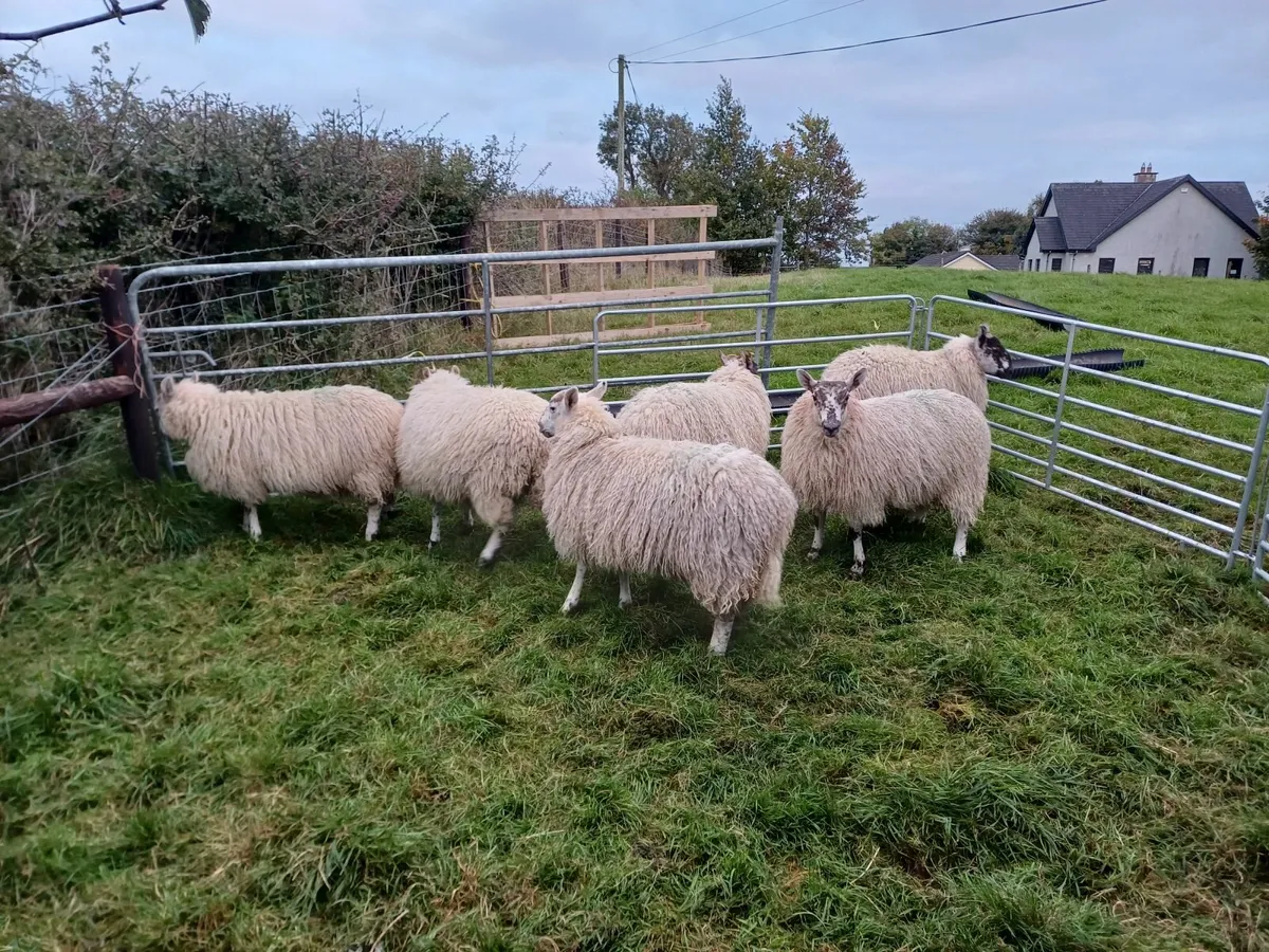 Greyface Ewe lambs - Image 3