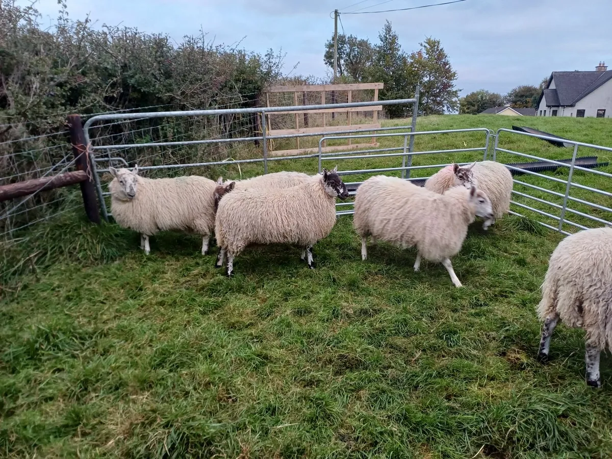 Greyface Ewe lambs - Image 4