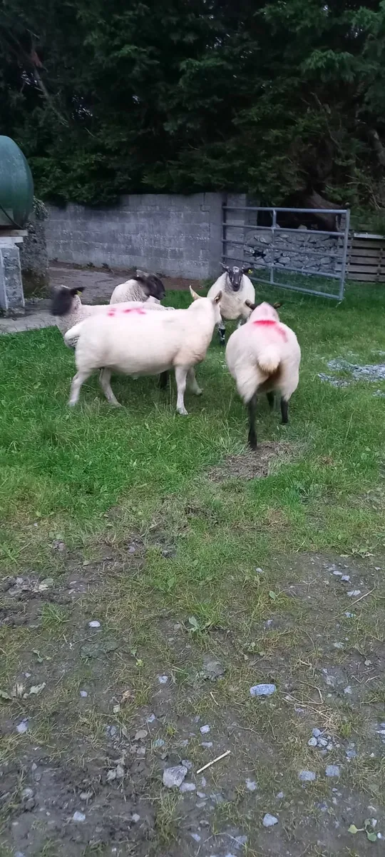 4 breeding ewes - 1st and 3rd crop - Image 2