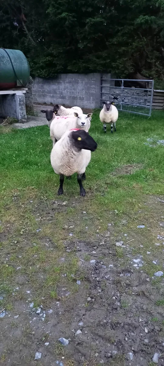 4 breeding ewes - 1st and 3rd crop - Image 3