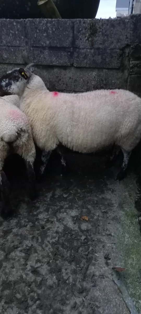 4 breeding ewes - 1st and 3rd crop - Image 4