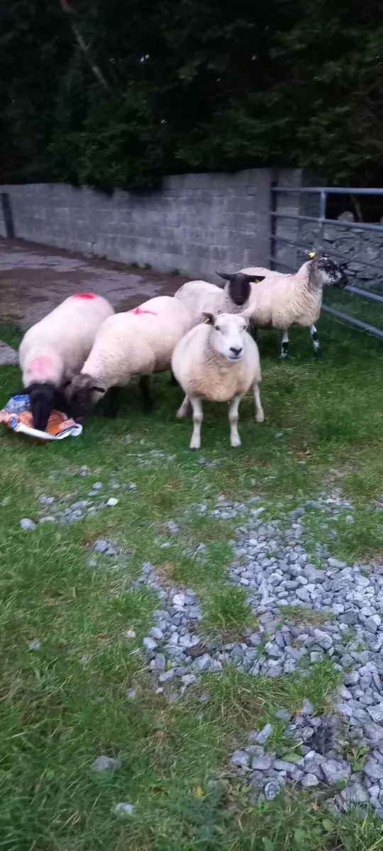 4 breeding ewes - 1st and 3rd crop - Image 1