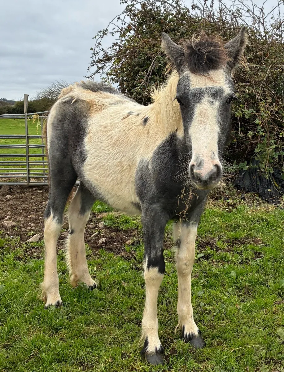 Filly Foal - Image 1