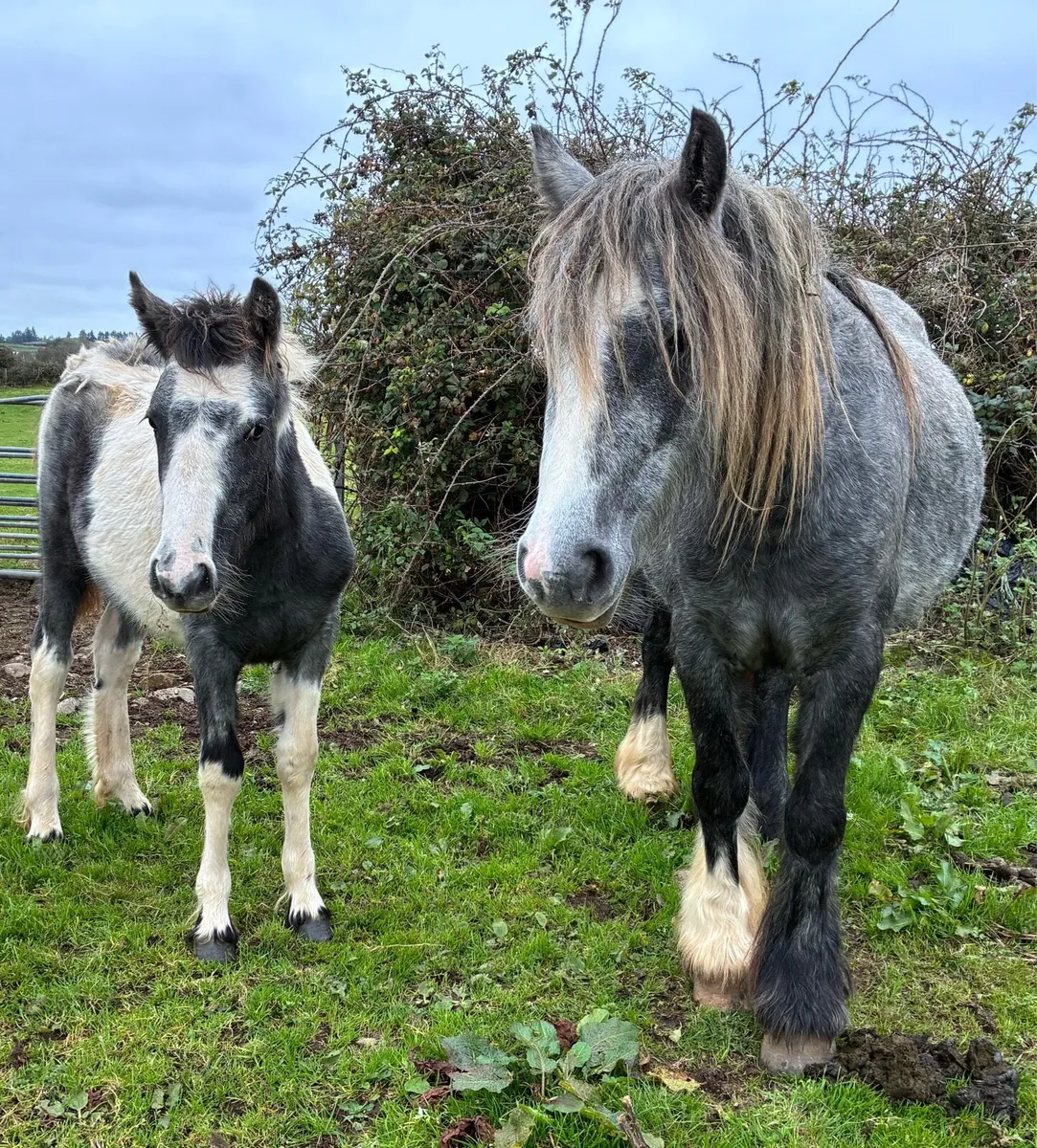 Filly Foal - Image 2