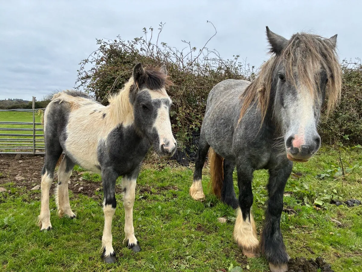 Filly Foal - Image 3