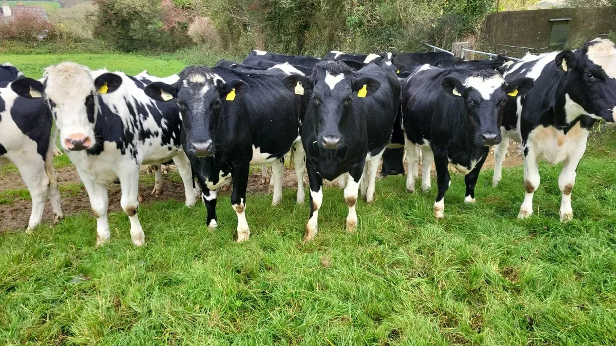 DAIRY SALE BANDON MART-THUR 16TH OCT -12 NOON